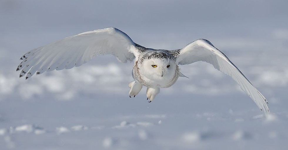 Le harfang des neiges